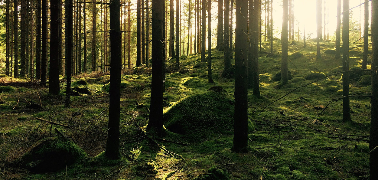 Bild på en svensk skog. 